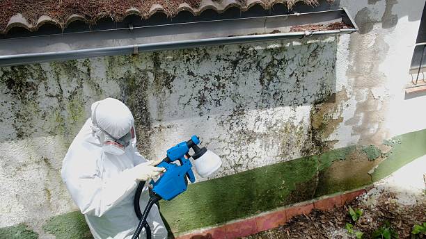 Trusted Attic Mold Removal service in Mount Airy, GA - Cheap Mold Removal